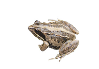 Fototapeta premium Frog Rana arvalis