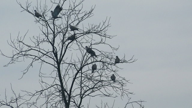 Flock of birds resting on bare treetop in winter, pigeons and doves on tree branches.