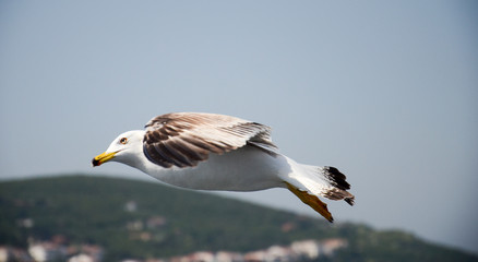 martı