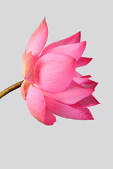 Majestic Lotus flower isolated on grey background.