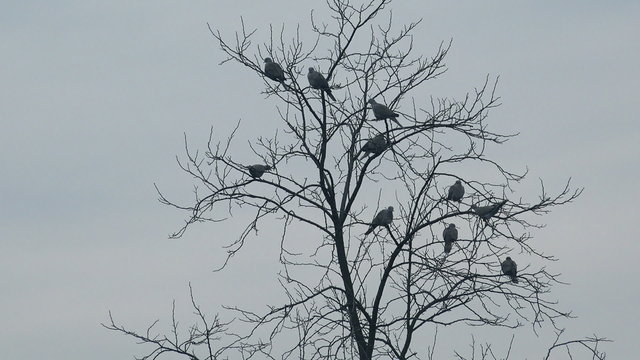 Flock of birds resting on bare treetop in winter, pigeons and doves on tree branches.