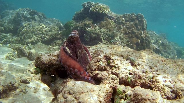 Red octopus climbed on a rock, looked around and hid in his hole by changing its color (top view), Indian Ocean, Hikkaduwa, Sri Lanka, South Asia 
