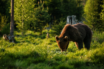 Big brown bear in nature or in forest, wildlife, meeting with bear, animal in nature