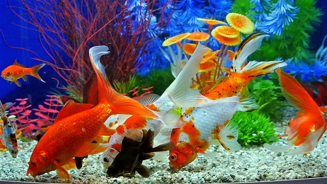 Slow Motion Of Goldfish Eating Fish Food And Swimming In Freshwater Aquarium