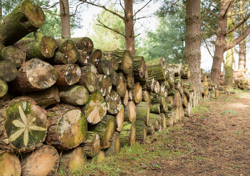 Logs stacked on a woodland path