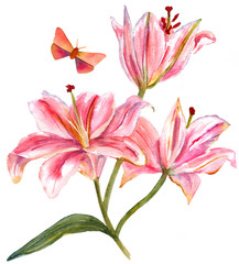 Watercolor drawing of lilies bouquet with butterfly, on white backround