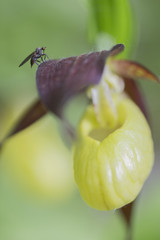 Housefly on a lady's slipper orchid