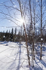 Falling snow in the winter forest. Winter landscape
