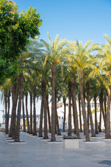 Obraz premium Palm
