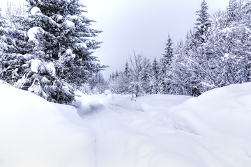 Obraz premium Spruce forest in winter. Winter landscape