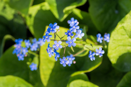 Natural background of forget-me flowers