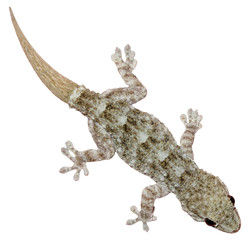 Wall gecko (Tarentola mauritanica), isolated on white background