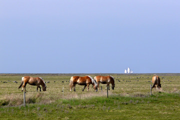 Fototapeta na wymiar Pferde auf der Hallig Hooge mit Segelschiff im Hintergrund