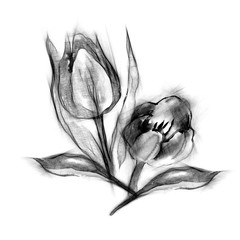 Seamless Pattern of Sketched Tulips - 102218721