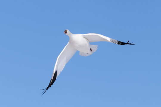 Snow Goose