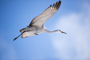 Sandhill Crane in Flight