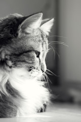 black and white portrait of a cat on a window sill