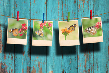 Naklejka premium Butterfly photo hanging on clothesline on wood background.