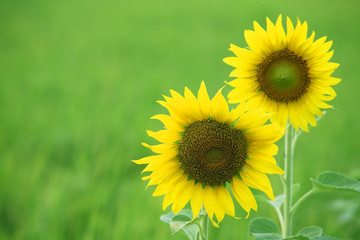 Fototapeta premium sunflower with green background.