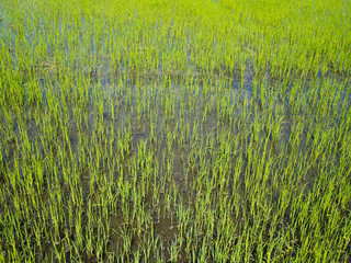 Rice field green grass  landscape background