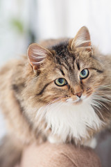 portrait of a cat on the bed byltse