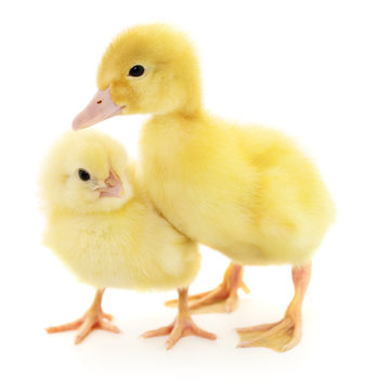 Chicken and duckling.