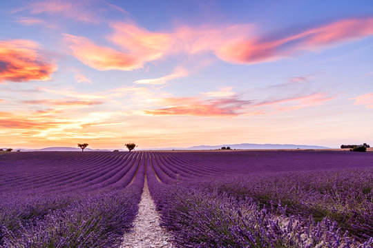 Lavender field summer sunset landscape in Provence