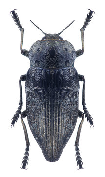 Beetle metallic wood borer Capnodis miliaris metallica