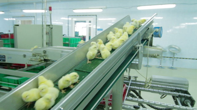 Chicks disinfection in Factory