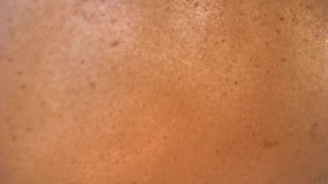 Cyane's octopus (Octopus cyanea) jets of water cleans his house from sand, Indian Ocean, Hikkaduwa, Sri Lanka, South Asia 
