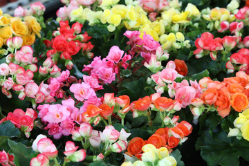 begonia flower.