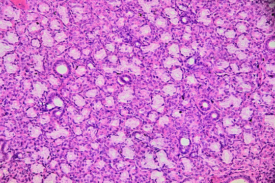 Human salivary gland - microscopic image