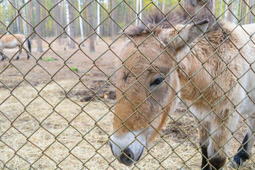 Fototapeta premium Przewalski horse in a reserve
