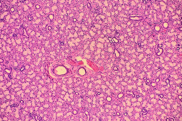Human salivary gland - microscopic image