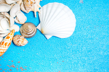 Seashell collection  on wooden background