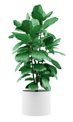 Fototapeta potted ficus plant isolated on white background obraz