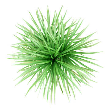 top view of potted dracena palnt isolated on white background