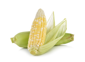 Sweet corn on white background