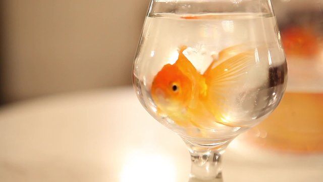  goldfish swimming in a glass 