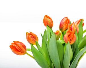 Obraz premium Spring Tulip Flowers over white. Tulips bunch.