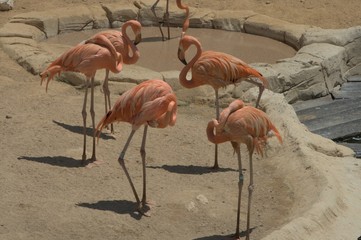 Розовый фламинго