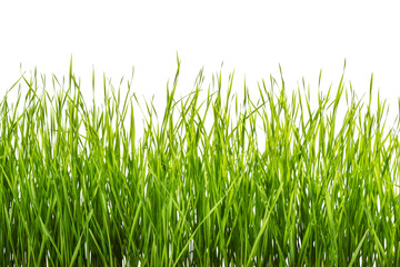 Green grass isolated