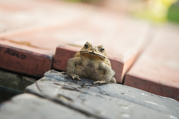 Close up of Common Toad
