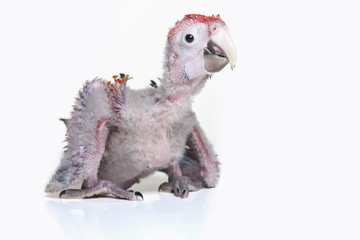 Rotes Ara-Küken im Studio aufgenommen