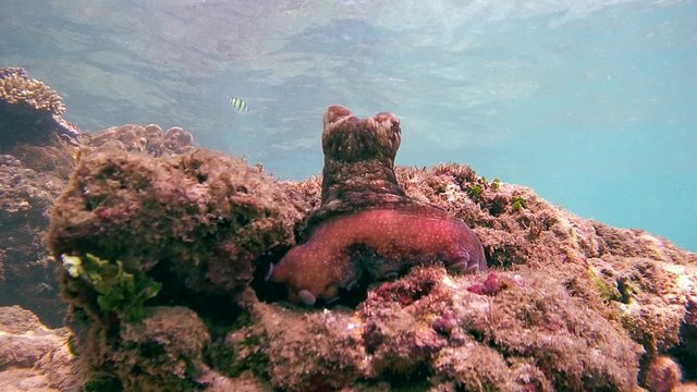 curious octopus examines neighborhood sits on the stone top (bottom view), Indian Ocean, Hikkaduwa, Sri Lanka, South Asia 
