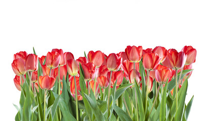 Red tulip flowers isolated