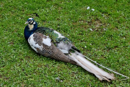 Pfau