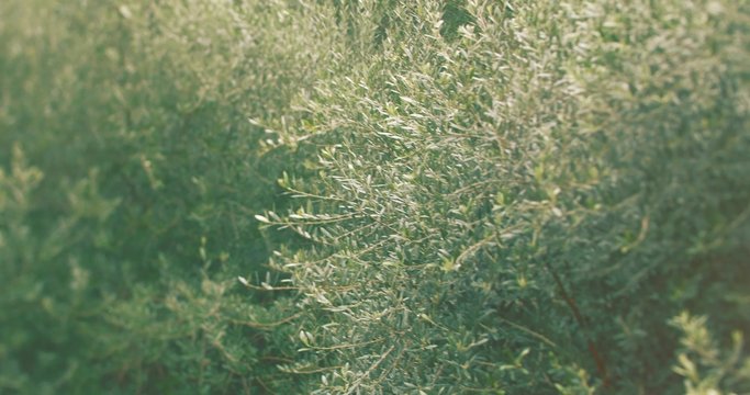 Olive tree branch waving in wind
