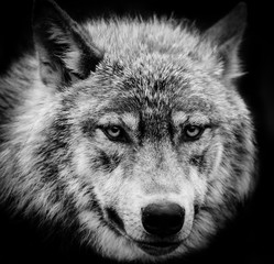 Yeux du loup, un coup de tête noir et blanc d& 39 un loup.