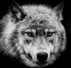 Foto op Aluminium Wolf Ogen van de wolf, een zwart-wit hoofdschot van een wolf.